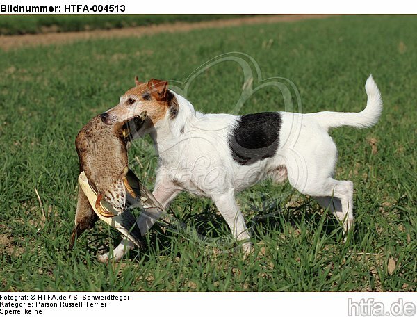 Parson Russell Terrier / HTFA-004513