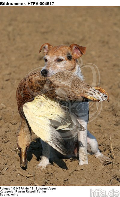 Parson Russell Terrier / HTFA-004517
