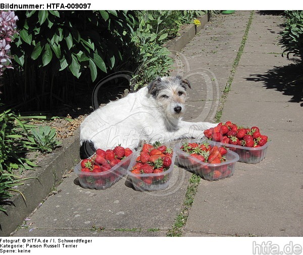 Parson Russell Terrier im Garten / PRT in garden / HTFA-009097