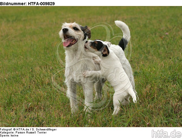 2 Parson Russell Terrier / HTFA-009829