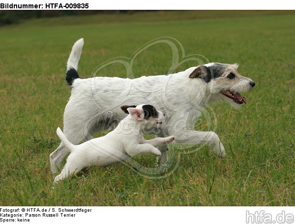 laufende Parson Russell Terrier / walking PRT / HTFA-009835