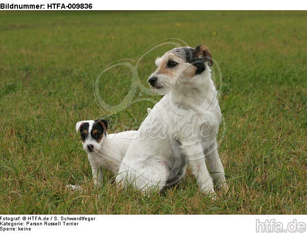 Parson Russell Terrier / HTFA-009836