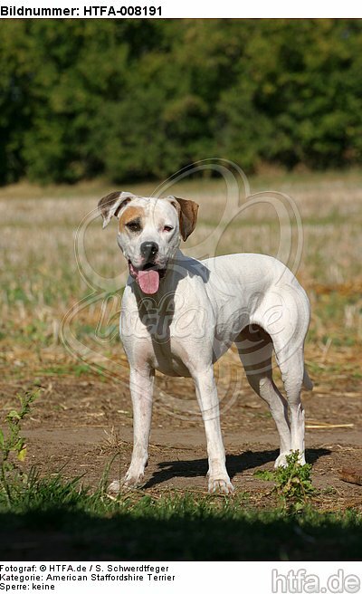 stehender American Staffordshire Terrier / standing american staffordshire terrier / HTFA-008191