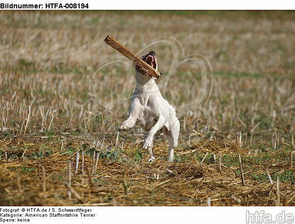 spielender American Staffordshire Terrier / playing american staffordshire terrier / HTFA-008194