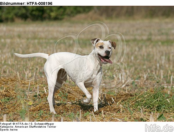 stehender American Staffordshire Terrier / standing american staffordshire terrier / HTFA-008196
