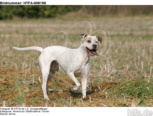 stehender American Staffordshire Terrier / standing american staffordshire terrier / HTFA-008196