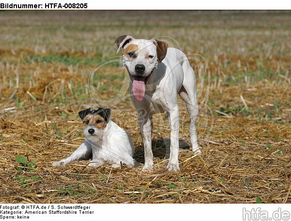 American Staffordshire Terrier & Parson Russell Terrier / HTFA-008205