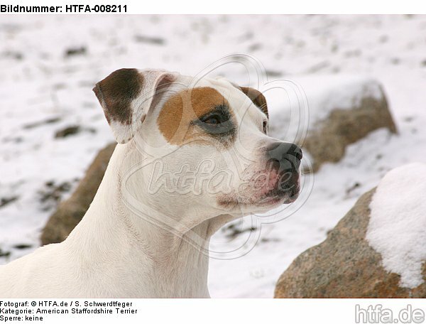 American Staffordshire Terrier Portrait / HTFA-008211
