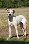 stehender American Staffordshire Terrier / standing american staffordshire terrier