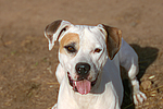 hechelnder American Staffordshire Terrier / panting american staffordshire terrier