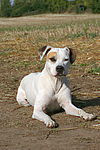 liegender American Staffordshire Terrier / lying american staffordshire terrier