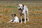 American Staffordshire Terrier & Parson Russell Terrier