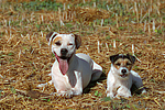 American Staffordshire Terrier & Parson Russell Terrier