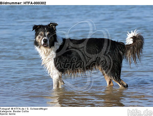 Border Collie steht im Wasser / bathing Border Collie / HTFA-000302