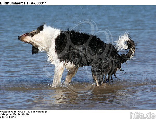 Border Collie schüttelt sich / shaking Border Collie / HTFA-000311