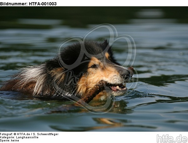 spielender Langhaarcollie / playing longhaired collie / HTFA-001003