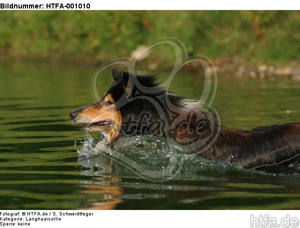 badender Langhaarcollie / bathing longhaired collie / HTFA-001010