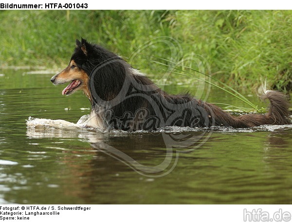 badender Langhaarcollie / bathing longhaired collie / HTFA-001043