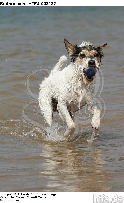 Parson Russell Terrier / HTFA-003132