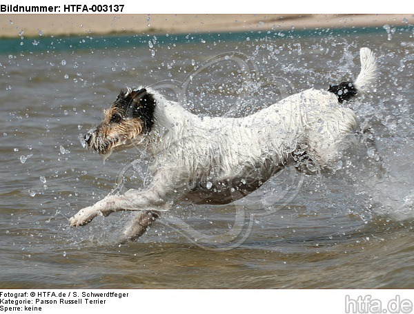 Parson Russell Terrier / HTFA-003137