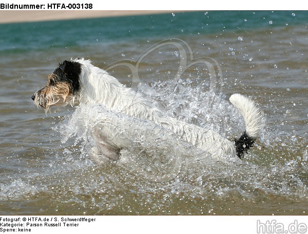 Parson Russell Terrier / HTFA-003138