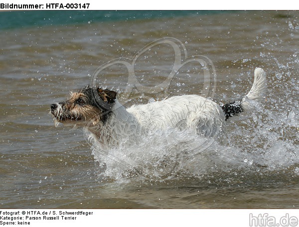 Parson Russell Terrier / HTFA-003147