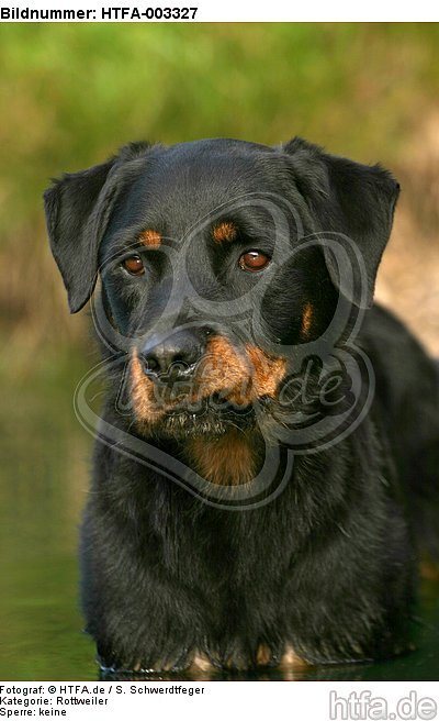 Rottweiler / HTFA-003327