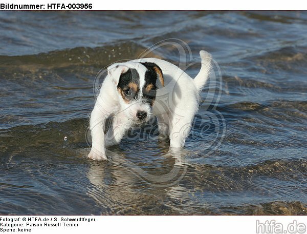 Parson Russell Terrier Welpe / parson russell terrier puppy / HTFA-003956