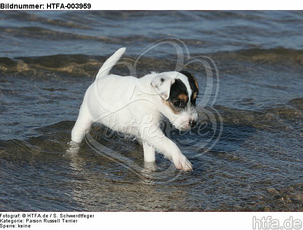 Parson Russell Terrier Welpe / parson russell terrier puppy / HTFA-003959