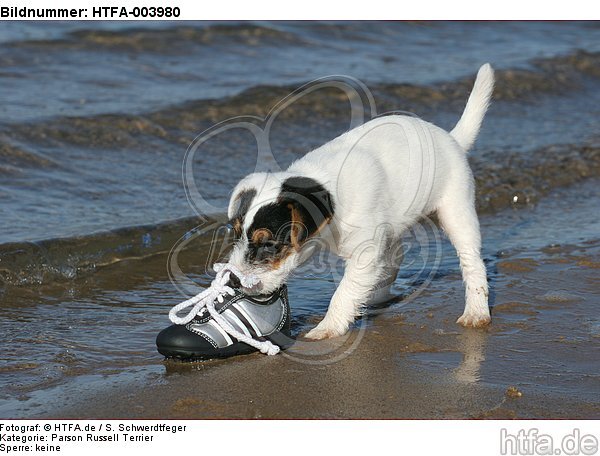 Parson Russell Terrier Welpe / parson russell terrier puppy / HTFA-003980