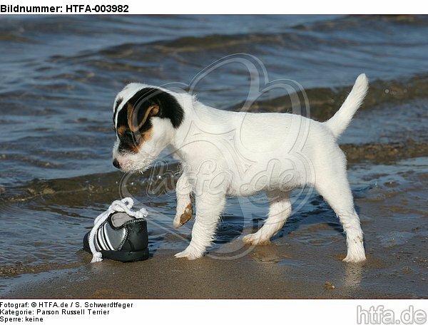Parson Russell Terrier Welpe / parson russell terrier puppy / HTFA-003982