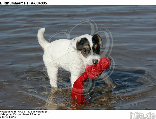Parson Russell Terrier Welpe / parson russell terrier puppy / HTFA-004035