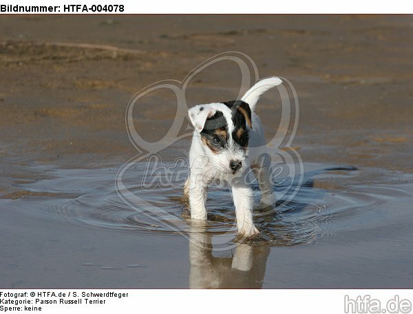 Parson Russell Terrier Welpe / parson russell terrier puppy / HTFA-004078