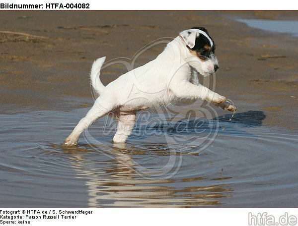 Parson Russell Terrier Welpe / parson russell terrier puppy / HTFA-004082
