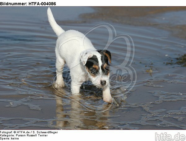 Parson Russell Terrier Welpe / parson russell terrier puppy / HTFA-004086
