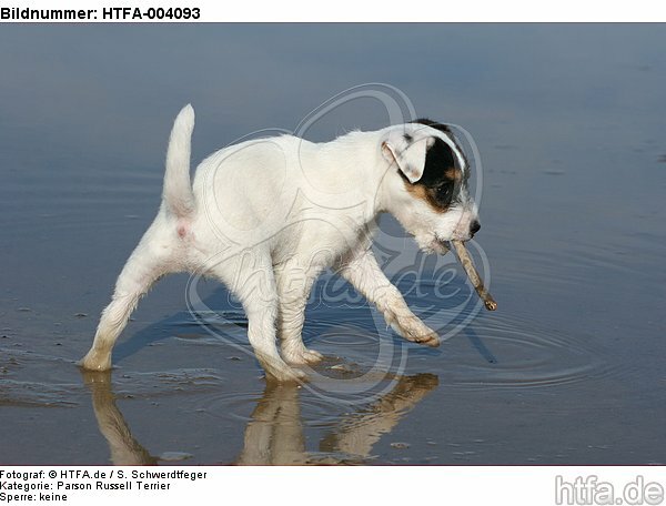 Parson Russell Terrier Welpe / parson russell terrier puppy / HTFA-004093