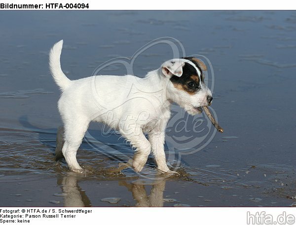 Parson Russell Terrier Welpe / parson russell terrier puppy / HTFA-004094