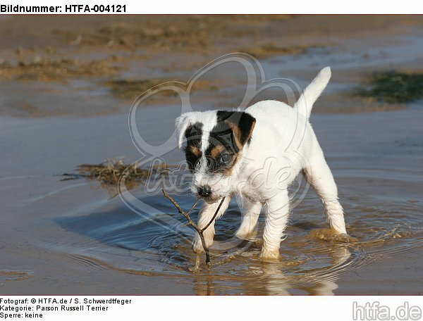 Parson Russell Terrier Welpe / parson russell terrier puppy / HTFA-004121