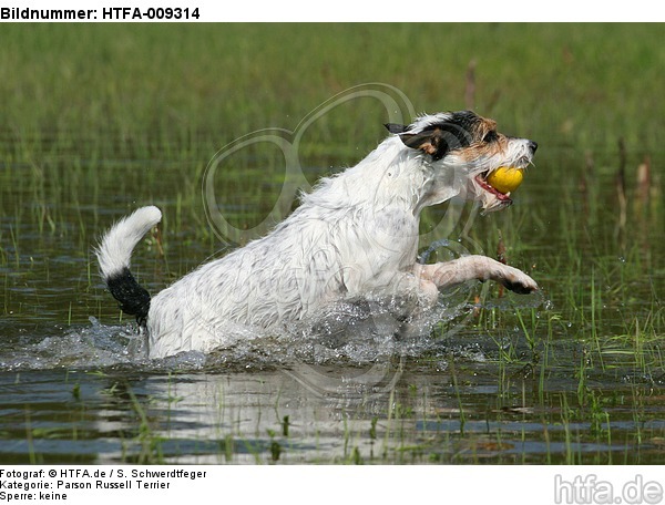 spielender Parson Russell Terrier / playing PRT / HTFA-009314