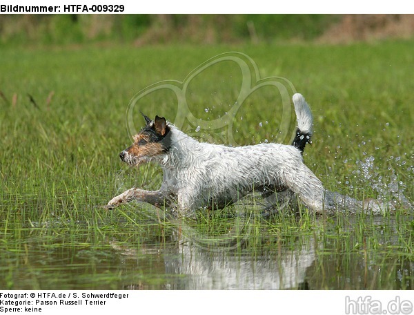 rennender Parson Russell Terrier / running PRT / HTFA-009329