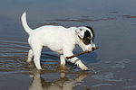 Parson Russell Terrier Welpe / parson russell terrier puppy