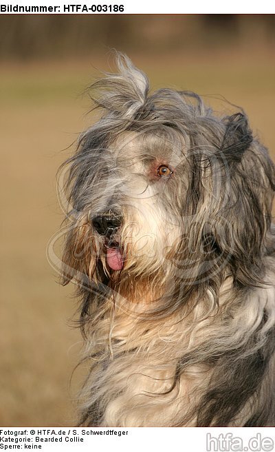 Bearded Collie / HTFA-003186