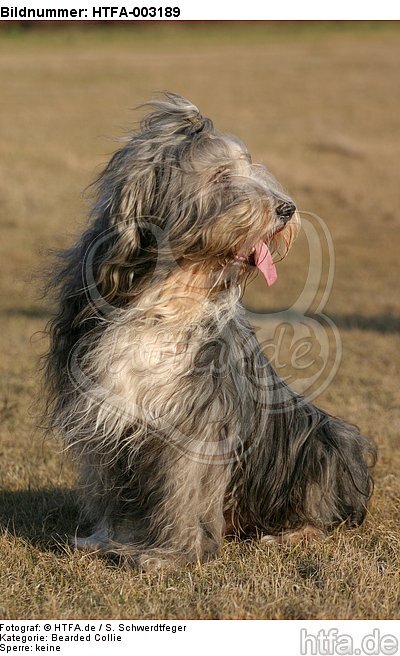 Bearded Collie / HTFA-003189