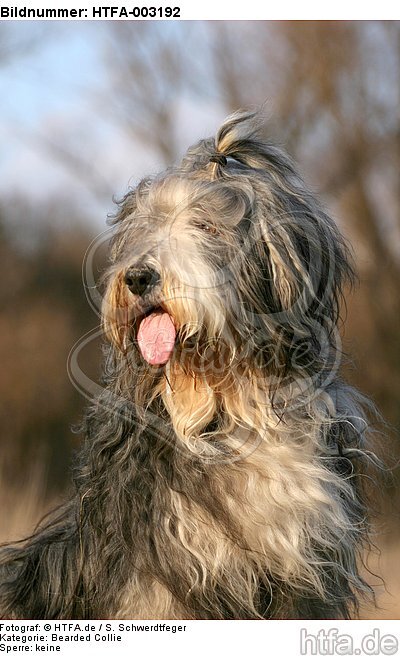 Bearded Collie / HTFA-003192