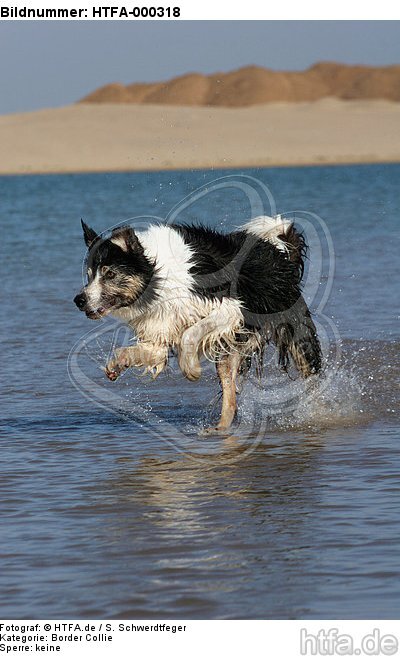 Border Collie rennt durchs Wasser / running Border Collie / HTFA-000318