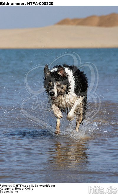 Border Collie rennt durchs Wasser / running Border Collie / HTFA-000320
