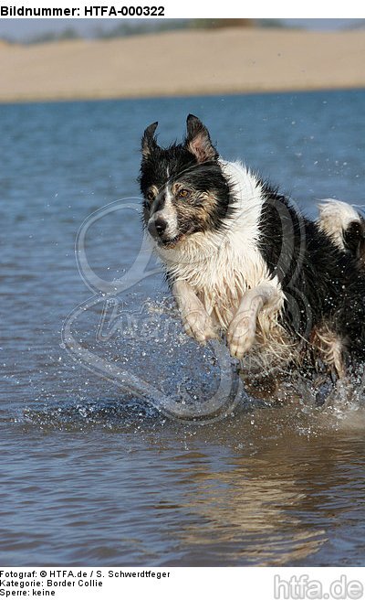Border Collie rennt durchs Wasser / running Border Collie / HTFA-000322