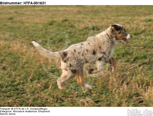 Miniature Australian Shepherd Welpe / miniature australian shepherd puppy / HTFA-001631