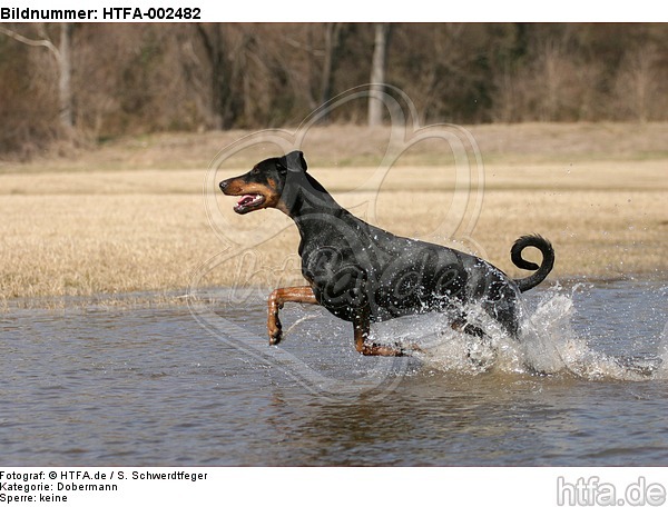 Dobermann / doberman pinscher / HTFA-002482