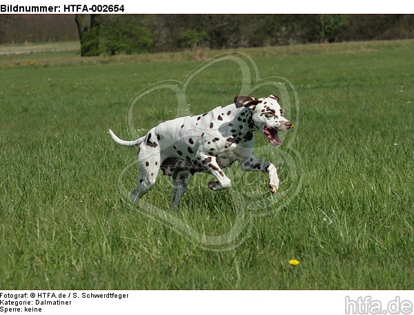 Dalmatiner / dalmatian / HTFA-002654